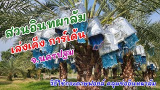 วิธีใช้กระดาษฟอยล์คลุมช่ออินทผาลัม | สวนอินทผาลัมเล่งเค็งการ์เด้น จ.นครปฐม