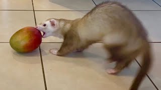 Ferrets Sniffing Tropical Fruit. Cinnamon \u0026 Sassy