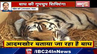 Mandla के Kanha Tiger Reserve से Tiger की गुपचुप तरीके से Shifting | आदमखोर बताया जा रहा बाघ