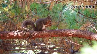 野生の日本リス（大阪）松の種子を食べる