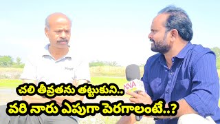 ప్రస్తుతం చలి తీవ్రతను తట్టుకుని వరి నారు ఎపుగా పెరగాలంటే.. ఎలాంటి జాగ్రత్తలు తీసుకోవాలి..!