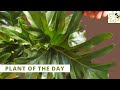 Ultimate Philodendron selloum - Houseplant Care | Philodendron Hope | Plant of the Day @Bloomingbee