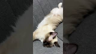 眠すぎるラグドールのたぬきみたいな子猫🐱（女の子 #cat #kitten #ragdoll #アライグマ #こねこ #たぬき #ねこ #ラグドール #ラグドール子猫 #ねこのいる生活 ）