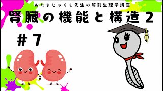 ＃7 腎臓の機能と構造２【看護学生・新人看護師のための解剖生理学講座】