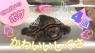 【子亀飼育初心者】ゼニガメ「ポケ」の飼育奮闘日記『かわいいしぐさ　4選』 #ゼニガメ#クサガメの子供#亀の寝落ち#亀のうんち#亀の餌付け