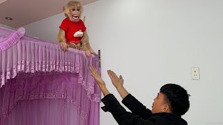 Super funny! Monkey Luk ran away didn't want go hospital to get an injection