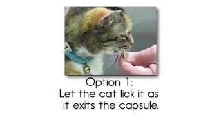 How to give 1-TDC to your Cat?