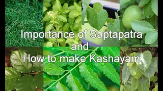 Saptapatra and How to make Kashayam (Decotion) || Giloy (Tippa teega) Kashayam || Dr. Khadar Vali