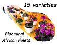 African Violets  15 Varieties