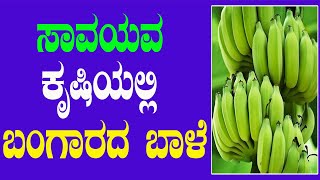 ಸಾವಯವ ಕೃಷಿಯಲ್ಲಿ ಬಂಗಾರದ ಬಾಳೆ ಬೆಳೆದ ರೈತ | GOLDEN BANANA IN ORGANIC FARMING