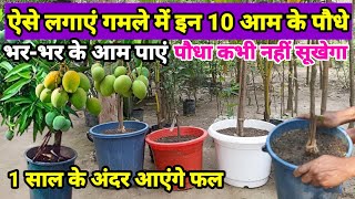 आम का पौधा गमले में कैसे लगाएं | How To Grow Mango Plant In Pot