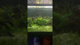 My piranha aquarium