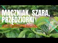 Mączniak, szara, przędziorki – aktualne problemy na plantacjach truskawek