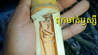 សុទ្ធតែពុកមាត់ឬស្សីល្អៗណាស់