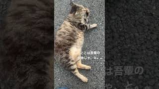 歩道のど真ん中で堂々と寛いでる猫が可愛すぎる…!! #shorts #野良猫 #cutecatvideos #catvideo