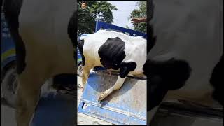 গরুটি উলটে পাল্টে পরে গেলো | Cow Unloading Injury | ভাই কত! Bhai Koto