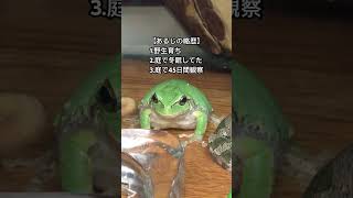 うちの庭で冬眠していた野生アマガエルが今では甘えん坊に！