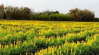 2021苗栗市八甲魯冰花盛開的花海! Lupinus