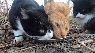 空腹の猫たちがガツガツと食べた。Hungry cats ate greedily. Vol.507