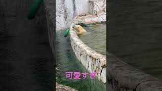 輪っかに頭を入れようとして、落としてしまったフブキくん可愛すぎ(東山動物園)