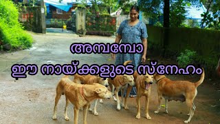 @NewsScanNews തെരുവുനായ്ക്കളുടെ കാവലിൽ ഗിരിജ വിഐപി #Pet Animals