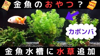 ４９話　【水草】金魚水槽に新しい水草カボンバを追加！