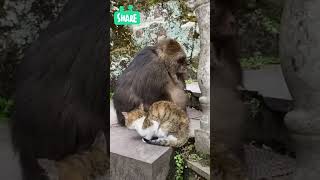 lovely moment of animals😎 #shorts #tiktok #bandar #macaque #trending #catsology