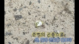 [곤충스쿨] 산길 곤충 채집하기!! 나비가 가득하구나~!