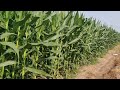 dhaanya rabi maize mm9555 a tata product tenali guntur