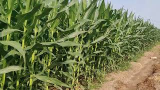 Dhaanya Rabi Maize MM9555 (A TATA PRODUCT) - Tenali, Guntur