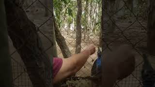 Feeding the Cassowary ヒクイドリに餌やり#animal #australia  #cassowary #feeding