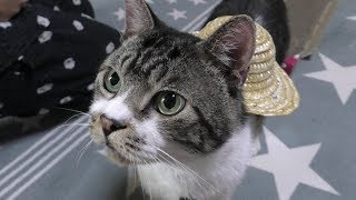 猫と麦わら帽子☆リキちゃんに夏の必需品をプレゼント【リキちゃんねる　猫動画】Cat video　キジトラ猫との暮らし