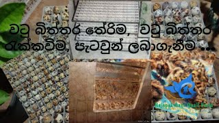 වටු පාලනය ......බිත්තර තේරිම,රැක්කවිම ,පැටවුන් ලබාගැනීම.