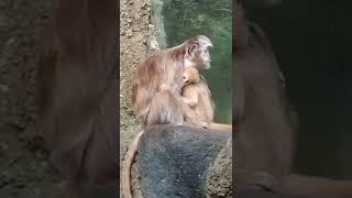 LUTUNG MERAH PERSIS MANUSIA TINGKAHNYA