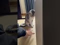 あまりの寒さに猫がヒーターの前から動かなくなった