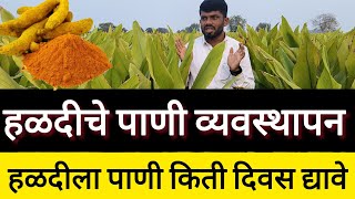 हळदीचे पाणी व्यवस्थापन/ पाणी कधी पर्यंत द्यावे#halad khat vyavasthapan #farming #farmar #agriculture