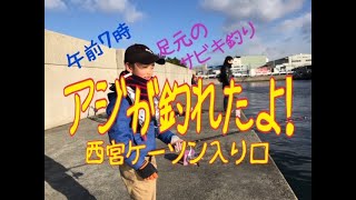 西宮ケーソン　アジ釣れた‼️ fishingmax 武庫川