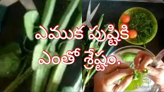 Nalleru chtny/tasty recipe/నల్లేరు/ వజ్రవల్లి/ ఎముక పుష్టికి ఎంతో శ్రేష్టం. నల్లేరు పచ్చడి.