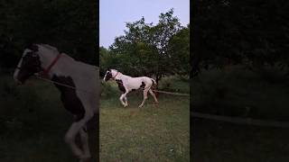 Kathiyawari mare grassing on agri land #ab_horseman