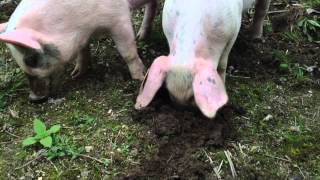 Pigs rooting in the dirt!