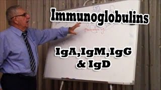Immunoglobulins