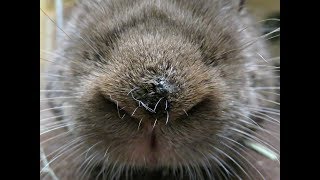 Seymour Goes To The Vet (Nose Scab On Rabbit)