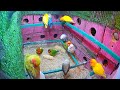 🔴love bird live stream for cats love birds sounds🎵🔊 lovebird singing u0026 chirping cat tv