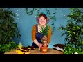 how to make a screaming mandrake craft factory