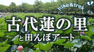 【古代蓮】今年は7月下旬までが見頃のようです　初夏の青空に映える蓮の花の美しさと田んぼアートは絶景