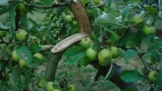 broken branches under weight of apples