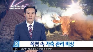 [대전MBC뉴스]폭염 속 가축 관리 비상