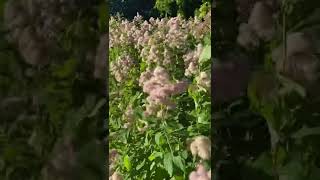 Growing Natives in Urban Spaces: Douglas Spirea (Spiraea douglasii), Portland, Oregon