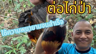 ต่อไก่ป่า วันนี้นับแต้ม มาจนได้