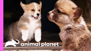 Corgi Pups Explore The World On Their Tiny Legs | Too Cute!
